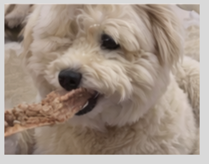 Pet enjoying a Fluffy Paw Studio treat
